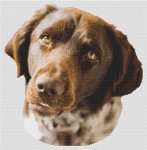 (image for) German Shorthaired Pointer